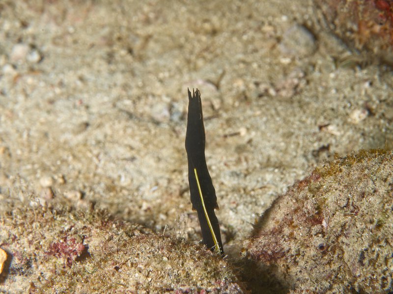 House Reef, Ribbon Eel (juvenile)